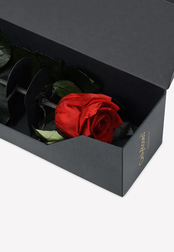 OnlyRoses Infinite Rose Statement