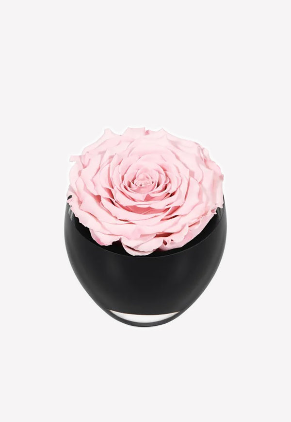 OnlyRoses The Infinite Rose Blush Pink 