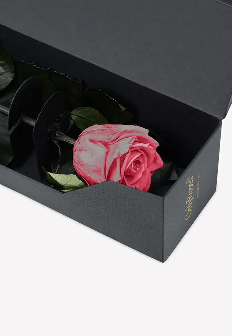 OnlyRoses Infinite Rose Statement Cherry Blossom 