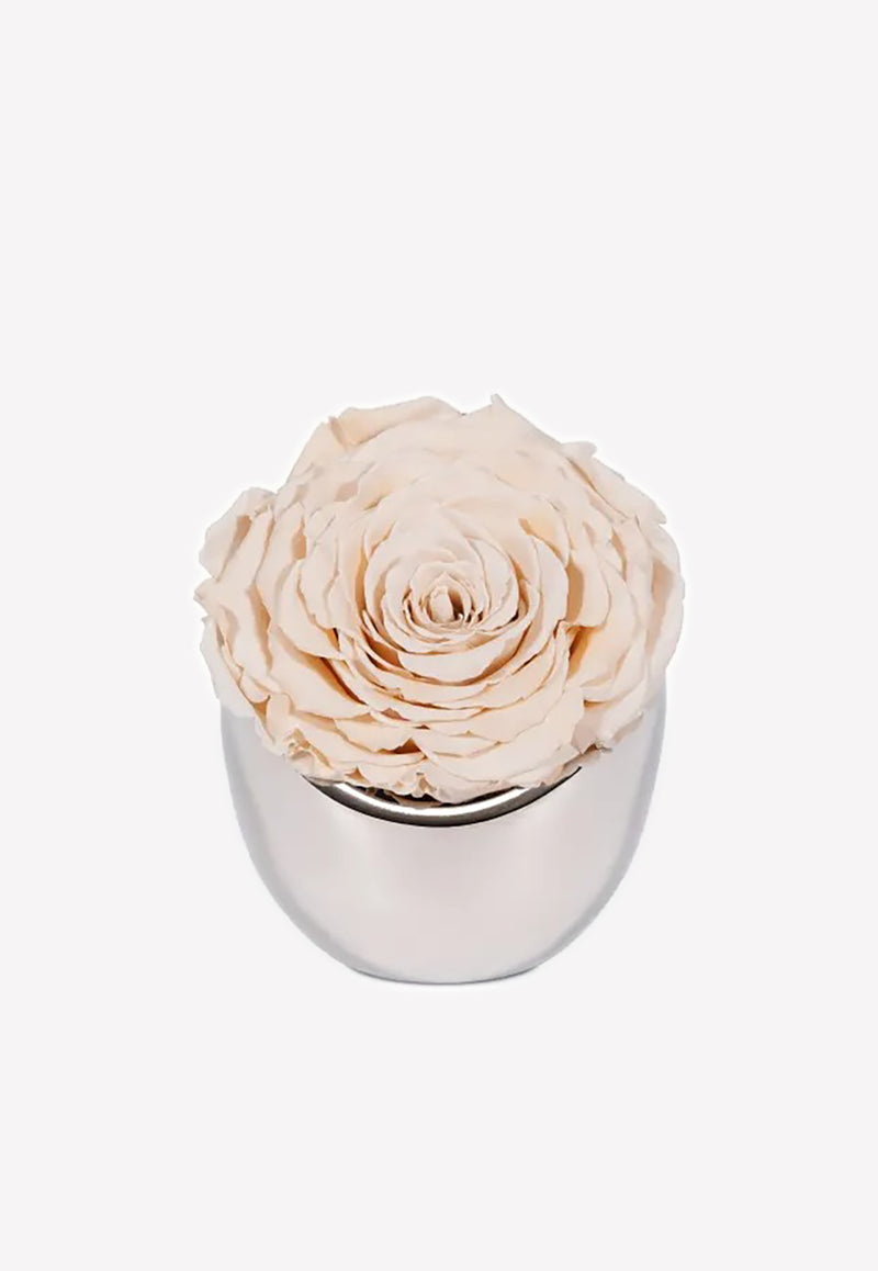 OnlyRoses Infinite Rose Luna Champagne 