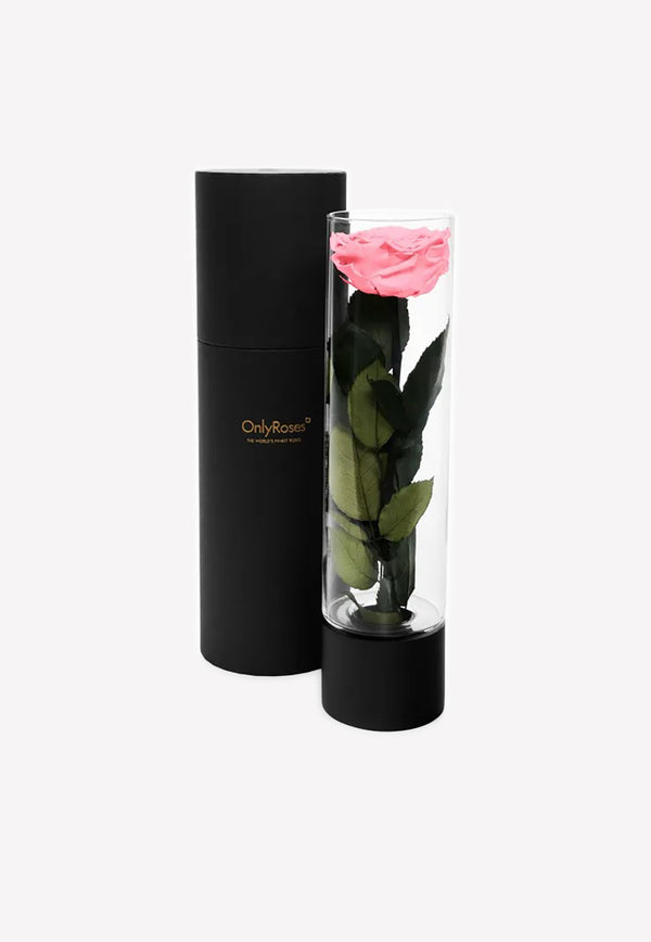 OnlyRoses Large Infinite Rose Ebony Cherry Blossom 