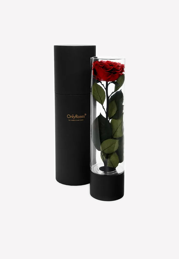 OnlyRoses Large Infinite Rose Ebony Crimson 