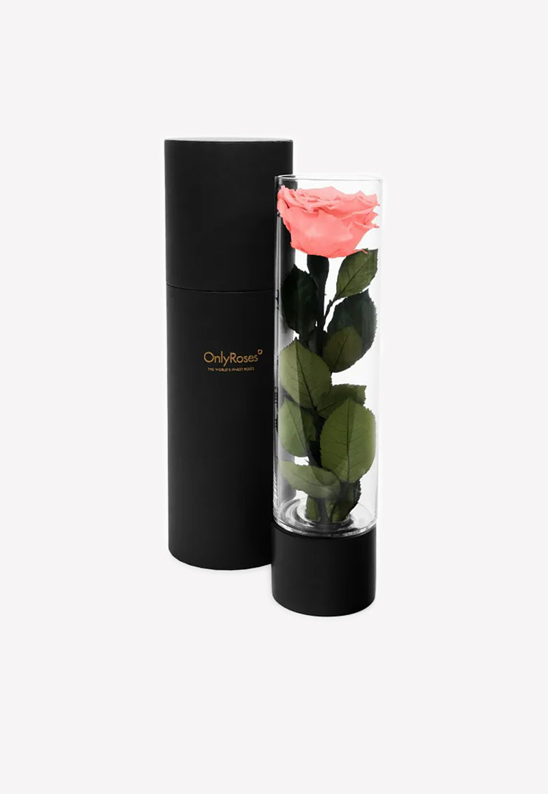 OnlyRoses Large Infinite Rose Ebony Flamingo 