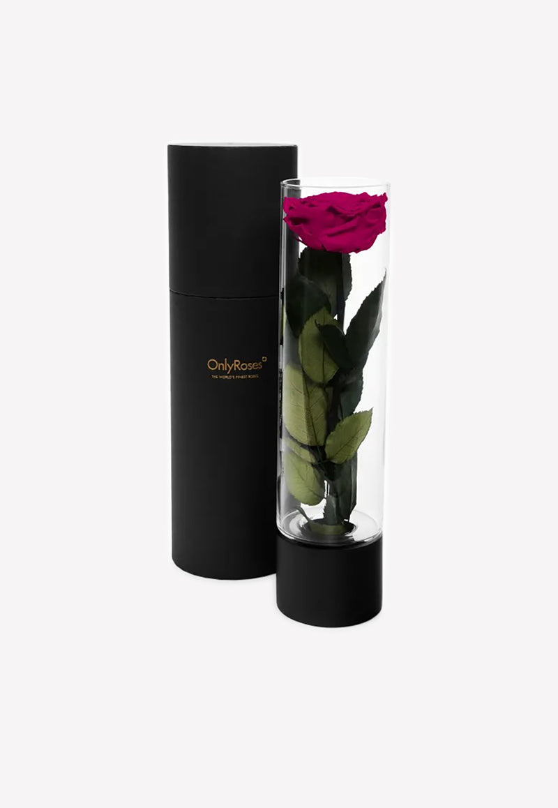 OnlyRoses Large Infinite Rose Ebony Hot Pink 