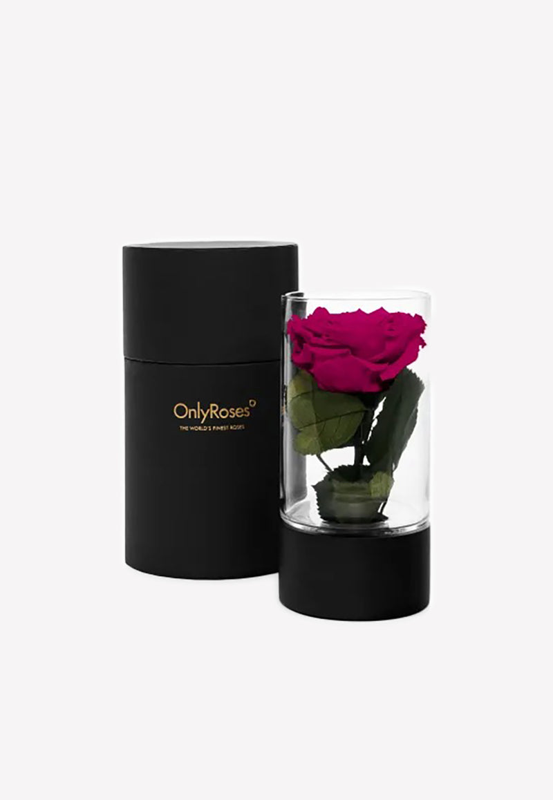 OnlyRoses Small Infinite Rose Ebony Hot Pink 