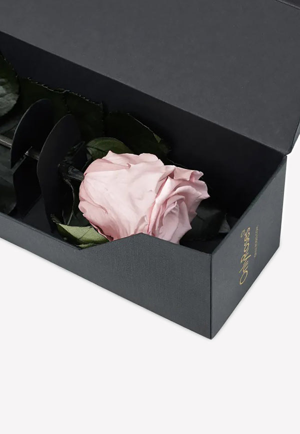 OnlyRoses Infinite Rose Statement Pale Pink 