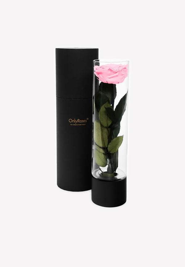 OnlyRoses Large Infinite Rose Ebony Pale Pink 