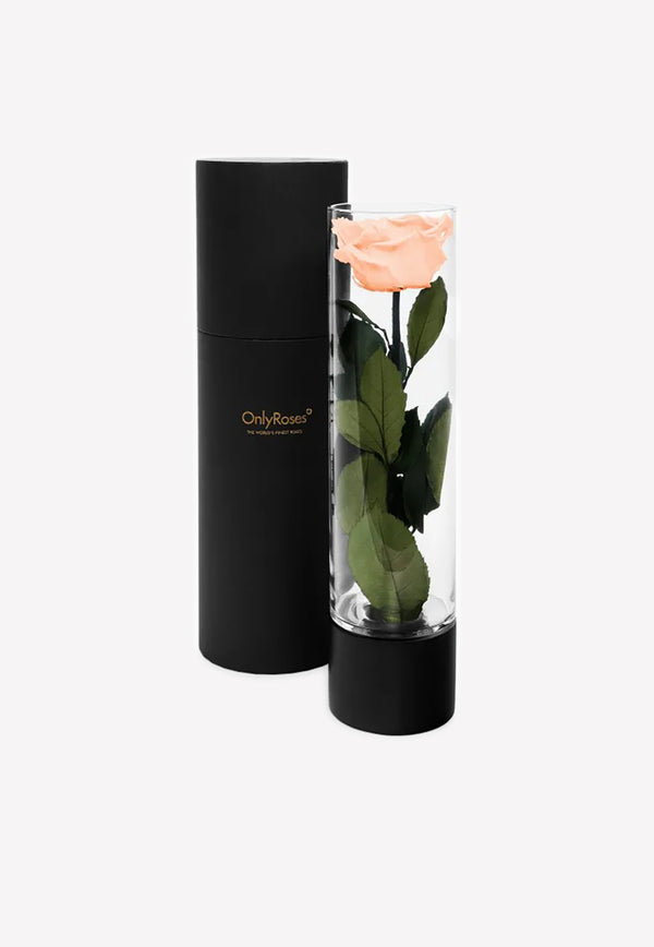 OnlyRoses Large Infinite Rose Ebony Peach 