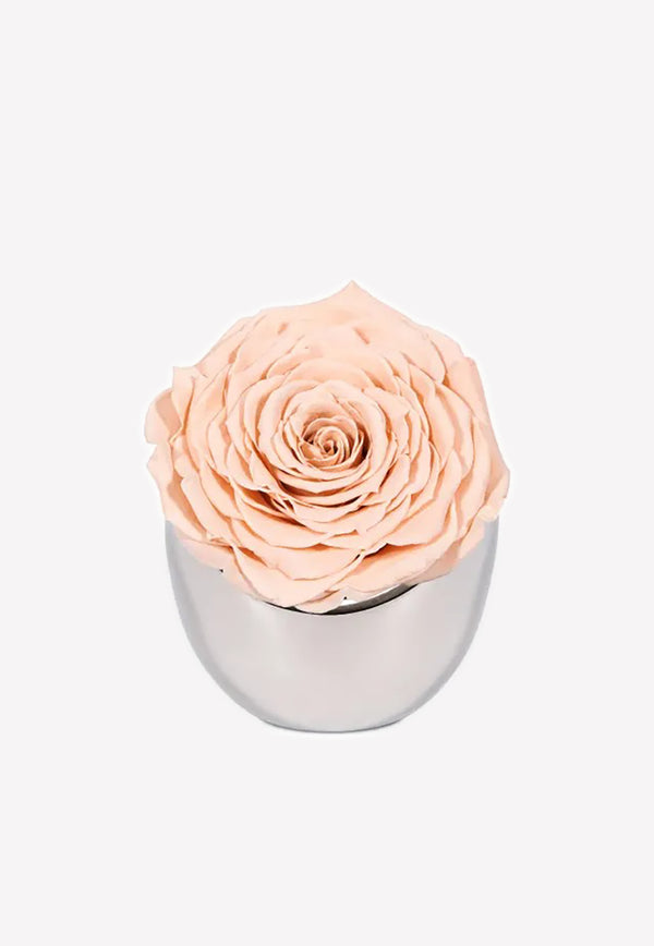 OnlyRoses Infinite Rose Luna Peach 