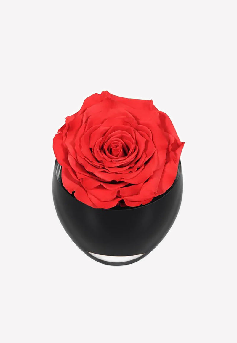 OnlyRoses The Infinite Rose Raspberry 