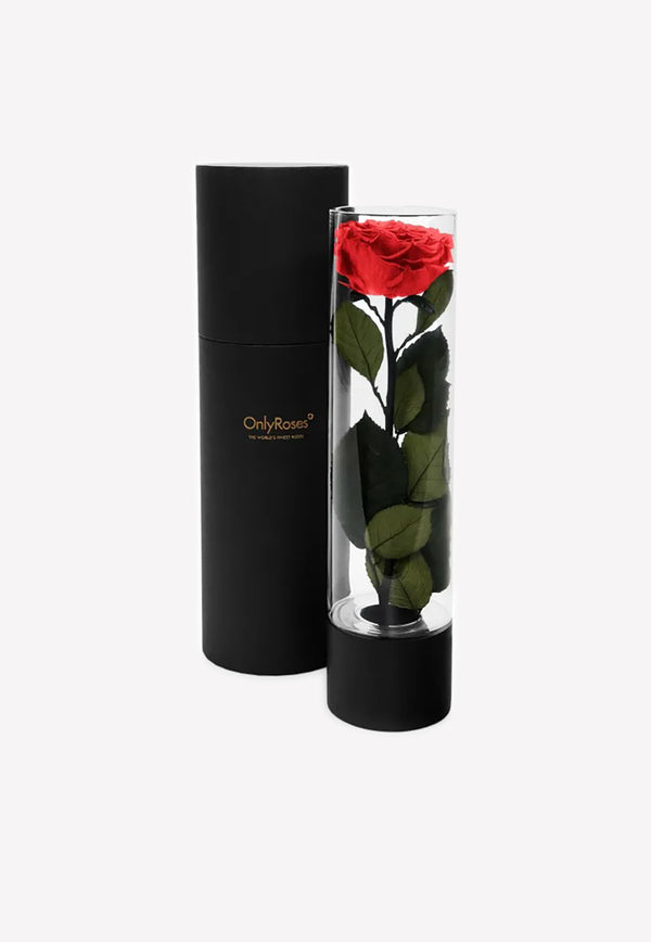 OnlyRoses Large Infinite Rose Ebony Raspberry 