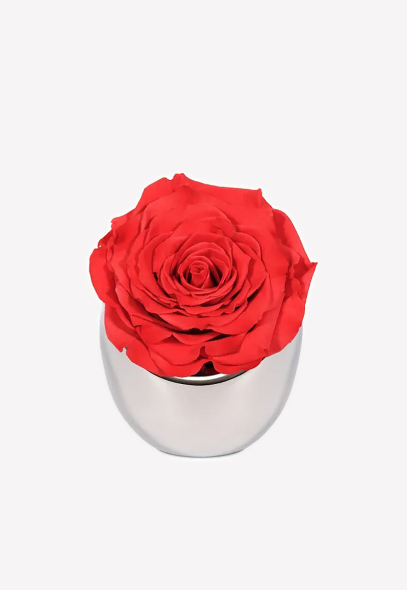 OnlyRoses Infinite Rose Luna Raspberry 