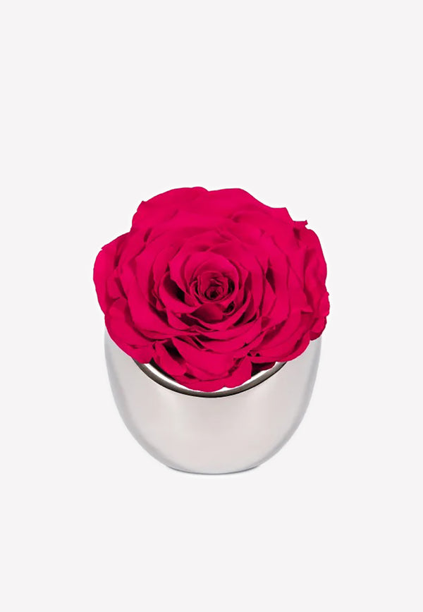 OnlyRoses Infinite Rose Luna Rhubarb 