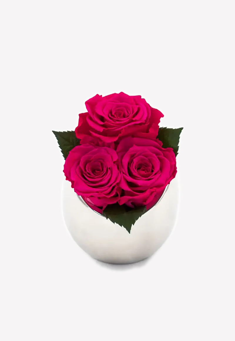 OnlyRoses Infinite Rose Fortune Rhubarb 